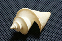 例：巻貝